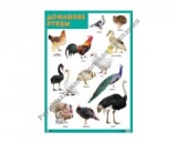 ������� �������� ��� (����� 6��)